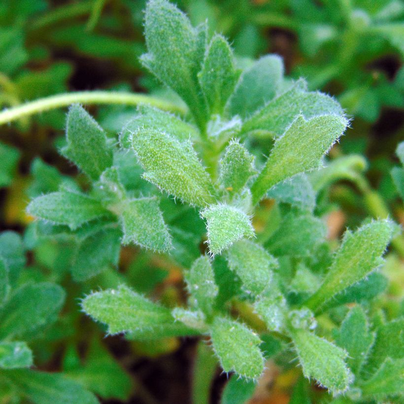 Blaukissen Cascade Blue - Aubrieta (Foliage)