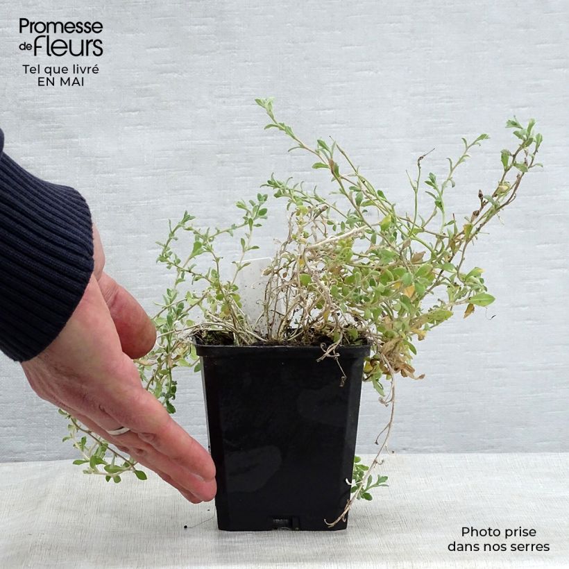 Exemplar von Blaukissen Cascade Blue - Aubrieta Kleine Töpfe von 8/9 cm wie im Frühjahr geliefert