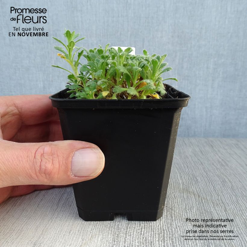 Example of Blaukissen Cascade Blue - Aubrieta Kleine Töpfe von 8/9 cm as you get in automne