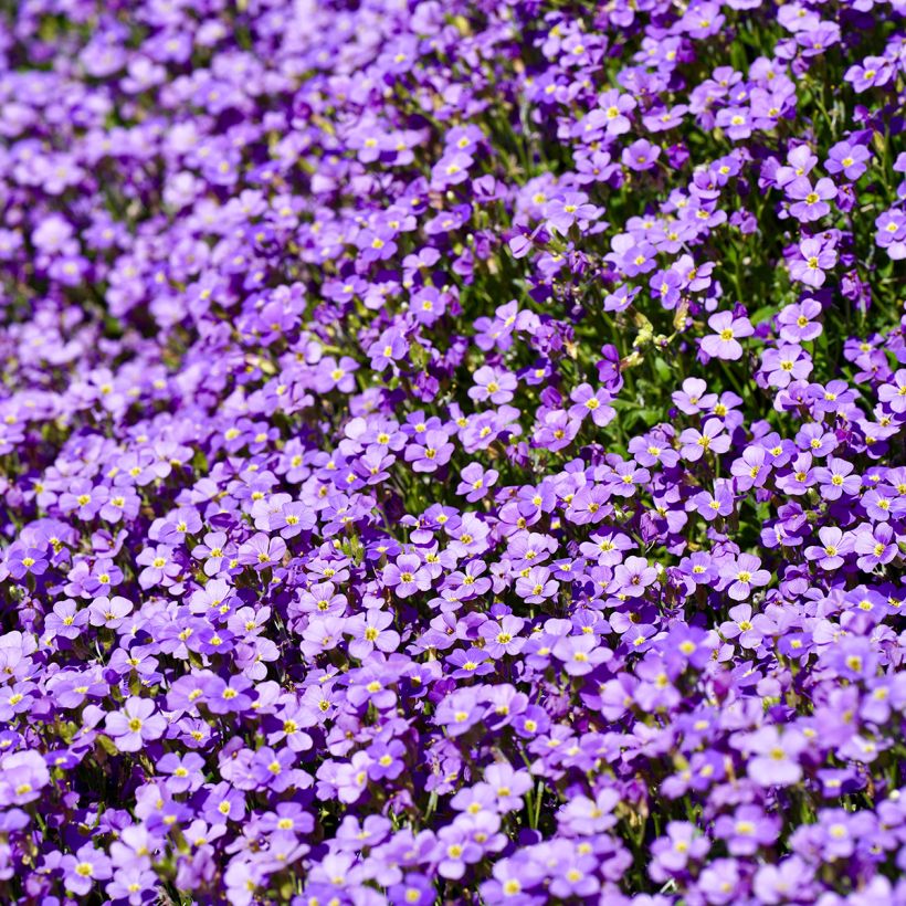 Blaukissen Cascade Blue - Aubrieta (Flowering)