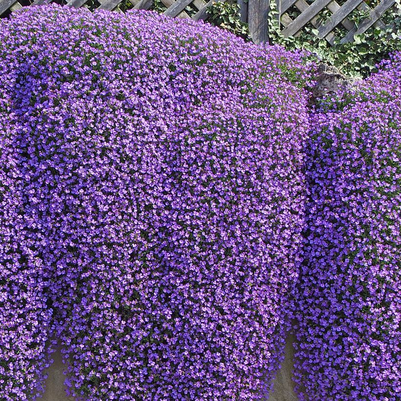 Blaukissen Cascade Blue - Aubrieta (Plant habit)