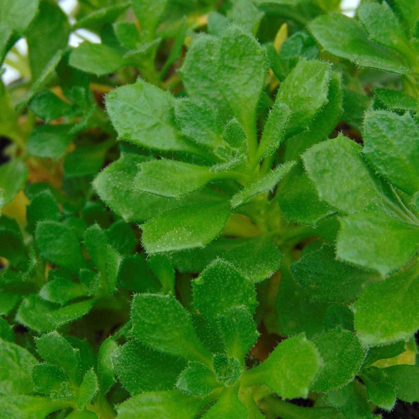 Blaukissen Hamburger Stadtpark - Aubrieta (Foliage)