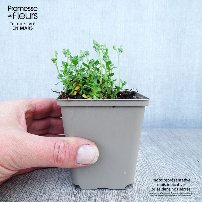 Exemplar von Blaukissen Hamburger Stadtpark - Aubrieta Kleine Töpfe von 8/9 cm wie im Frühjahr geliefert