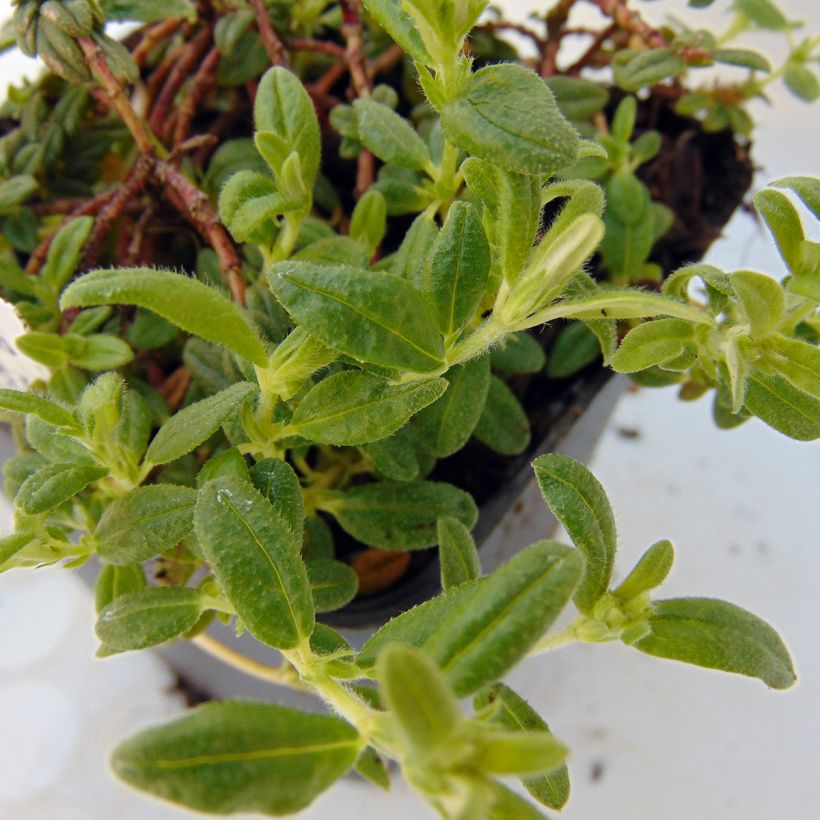 Blaukissen Cascade Red - Aubrieta (Foliage)