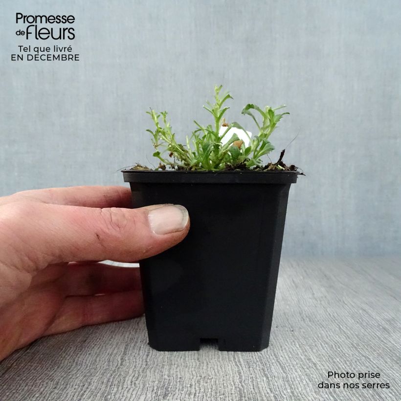 Exemplar von Blaukissen Cascade Red - Aubrieta Kleine Töpfe von 8/9 cm wie im Winter geliefert