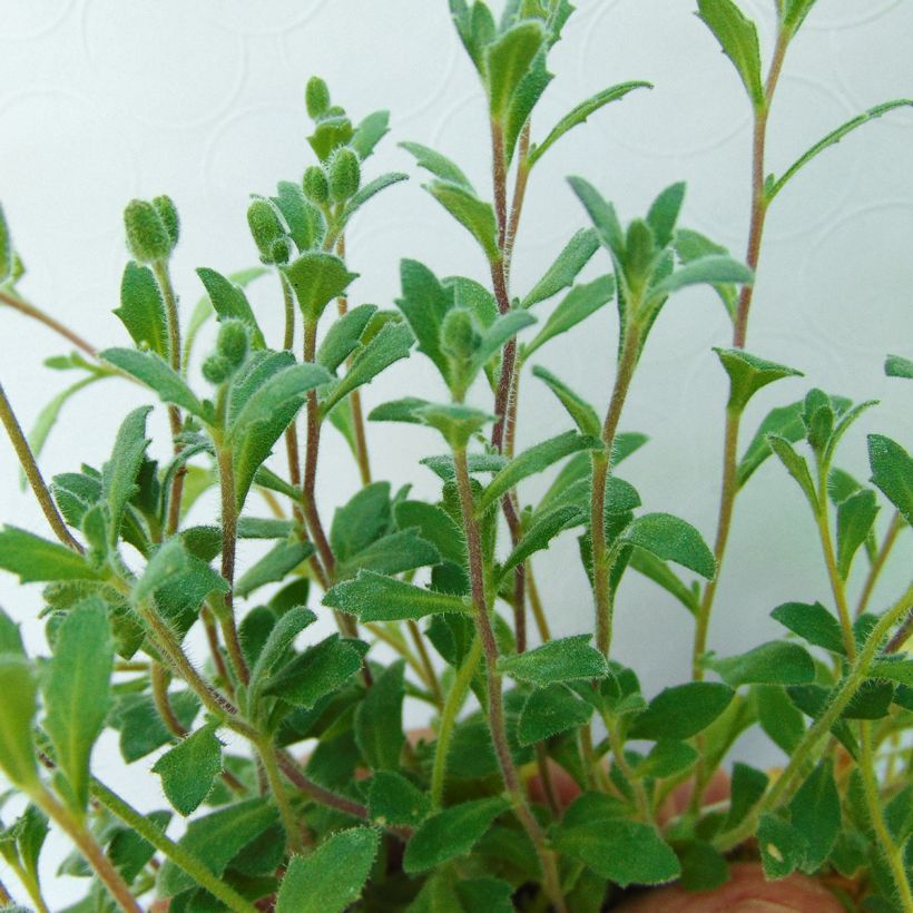 Blaukissen Cascade Purple - Aubrieta (Foliage)