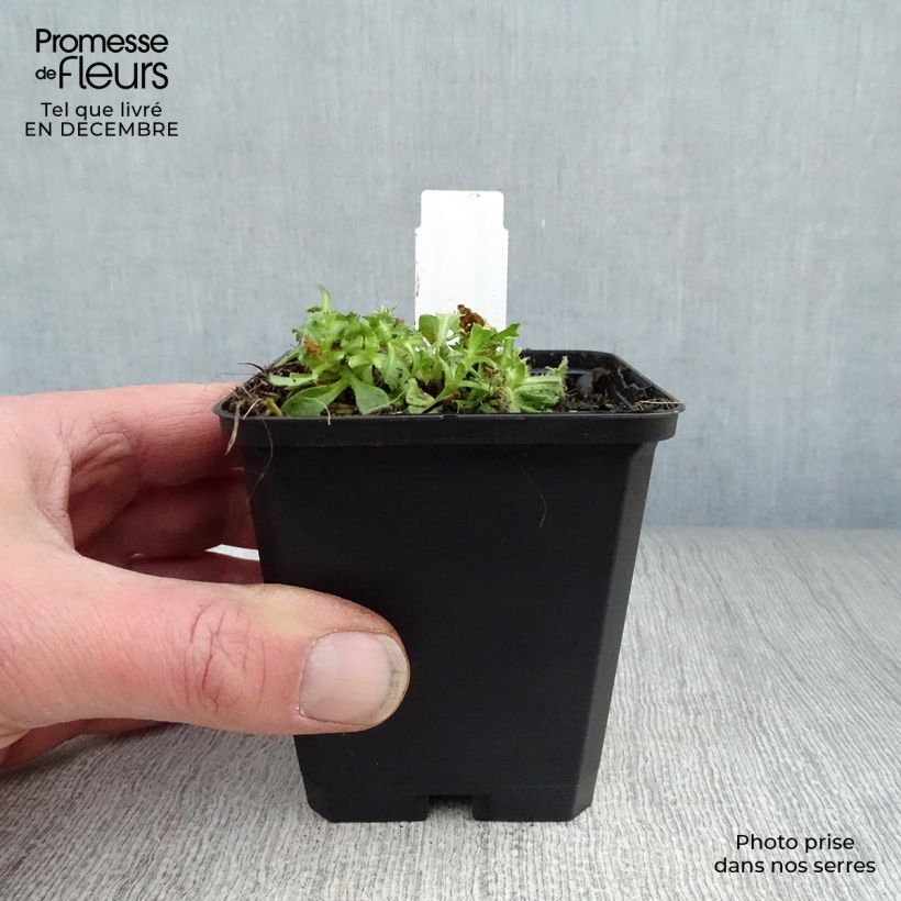 Exemplar von Blaukissen Cascade Purple - Aubrieta Kleine Töpfe von 8/9 cm wie im Winter geliefert