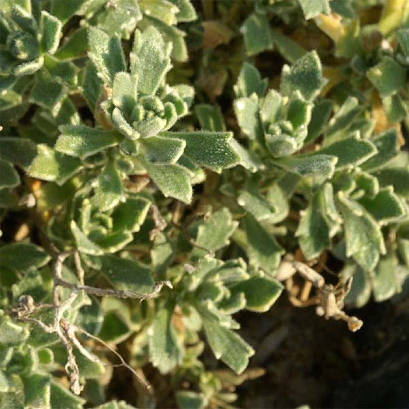 Blaukissen Argenteovariegata - Aubrieta (Foliage)