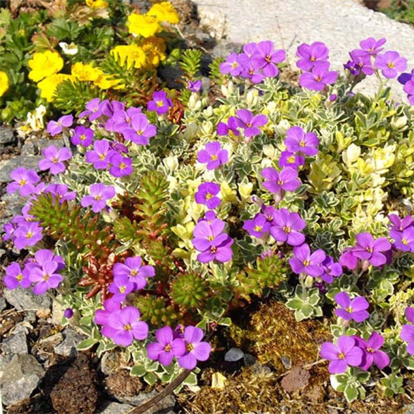 Blaukissen Argenteovariegata - Aubrieta (Flowering)