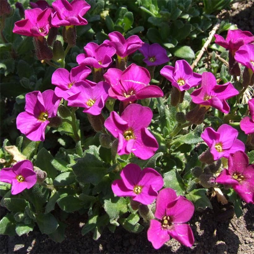 Blaukissen Red Carpet - Aubrieta (Flowering)