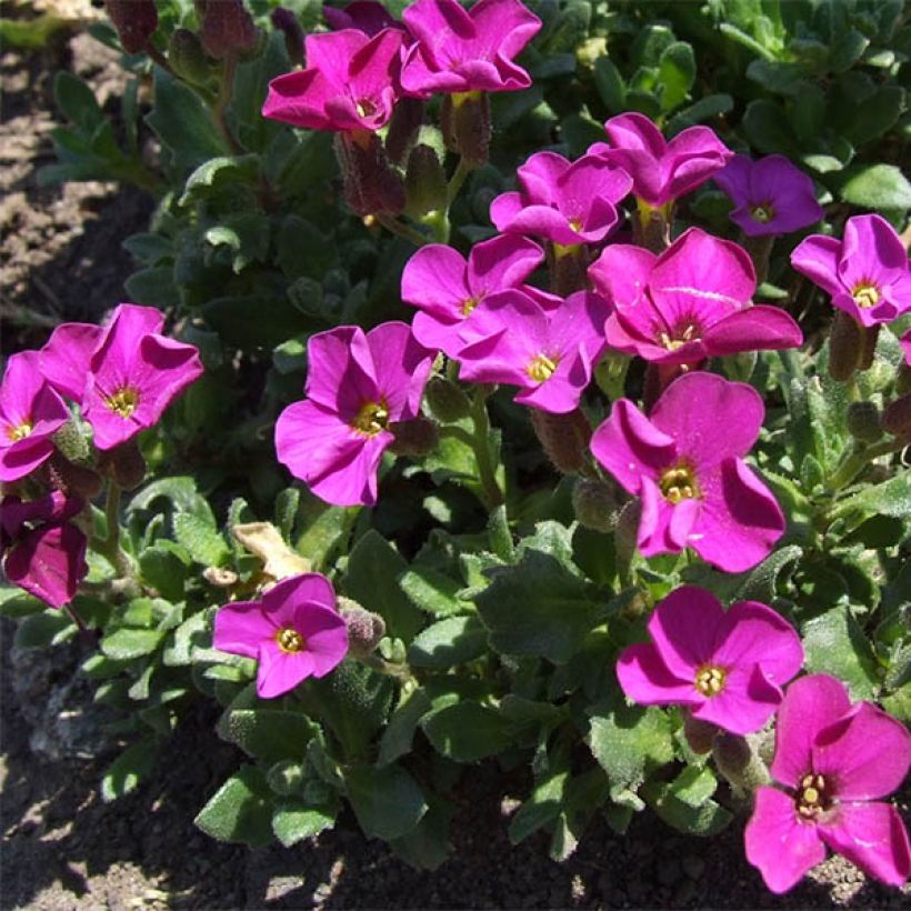 Blaukissen Red Carpet - Aubrieta (Plant habit)