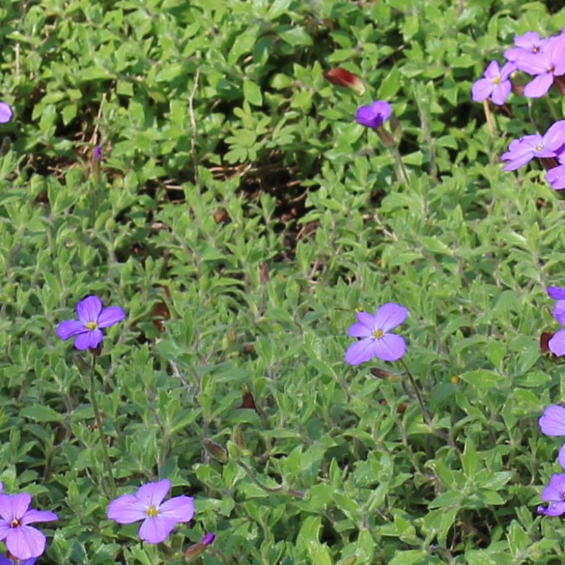 Aubrieta canescens ssp. cilicica - Blaukissen (Foliage)