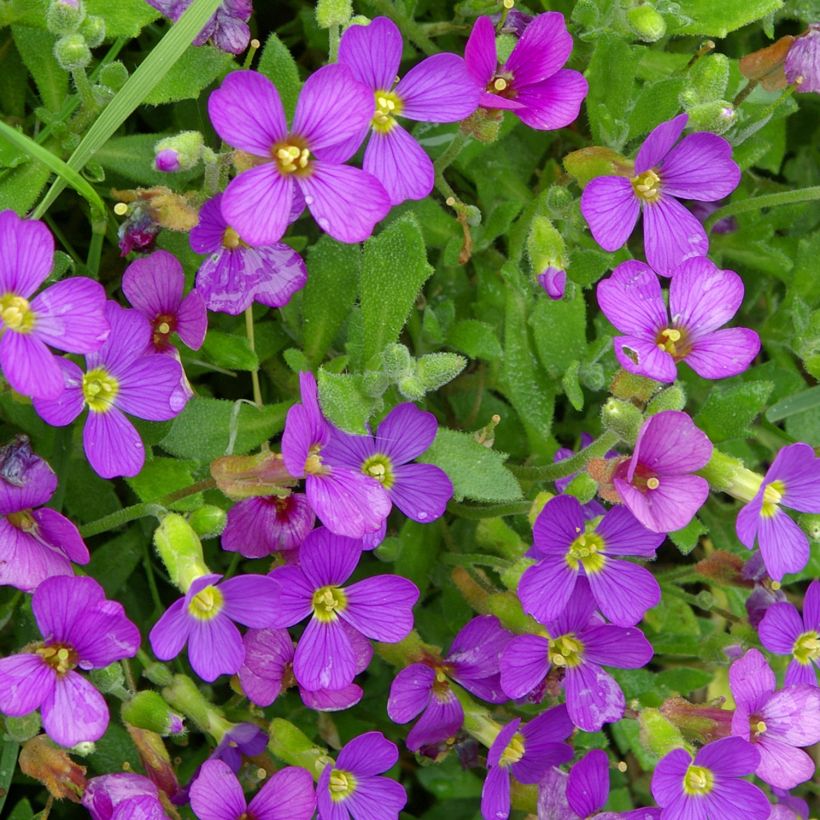 Aubrieta canescens ssp. cilicica - Blaukissen (Flowering)