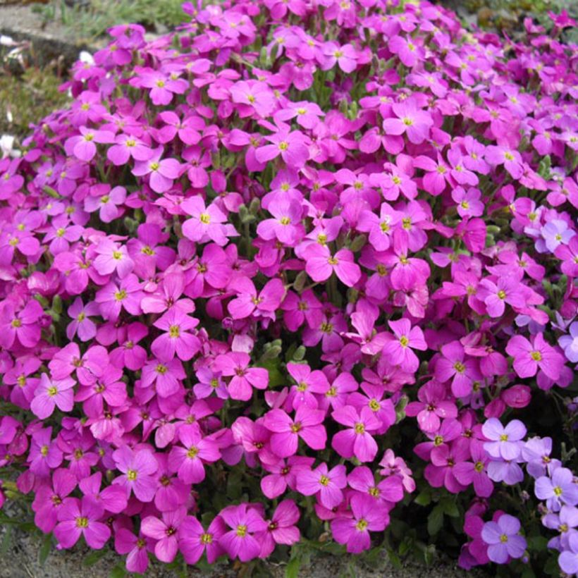 Aubrieta macedonica var macedonica - Blaukissen (Flowering)