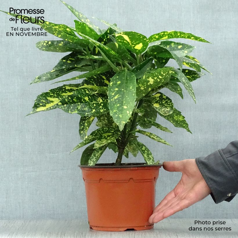 Example of Aucuba japonica Crotonifolia - Japanische Goldorange Topf mit 2L/3L as you get in automne