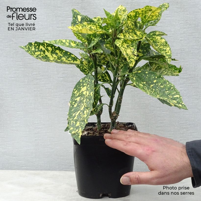 Exemplar von Aucuba japonica Crotonifolia - Japanische Goldorange Topf mit 2L/3L wie im Winter geliefert