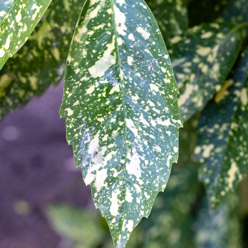 Aucuba japonica Crotonifolia - Japanische Goldorange (Foliage)