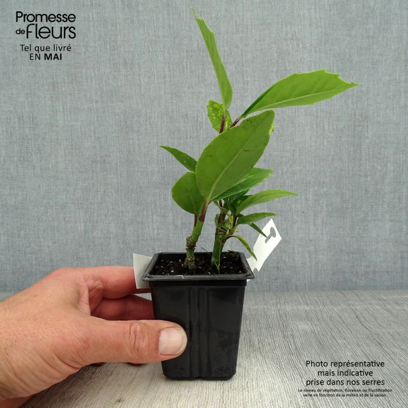 Exemplar von Aucuba japonica Crotonifolia - Japanische Goldorange Kleine Töpfe von 8/9 cm wie im Frühjahr geliefert