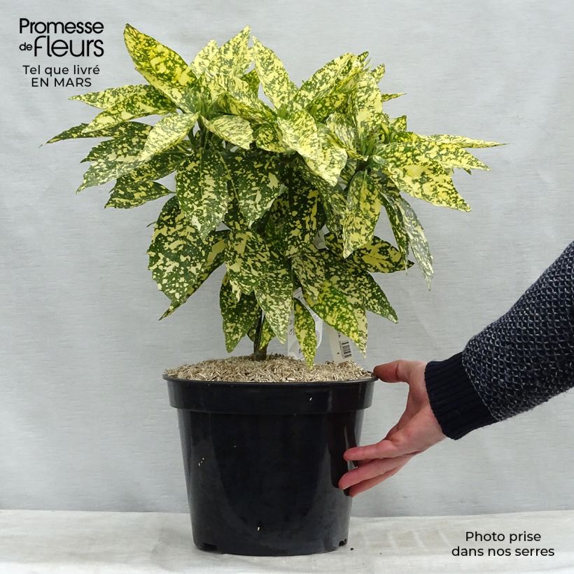 Exemplar von Aucuba japonica Crotonifolia - Japanische Goldorange Topf mit 7,5L/10L wie im Frühjahr geliefert