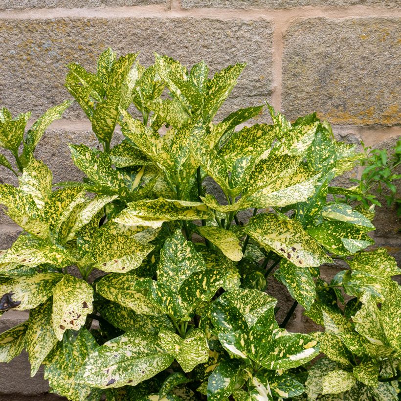 Aucuba japonica Golden King - Japanische Goldorange (Foliage)