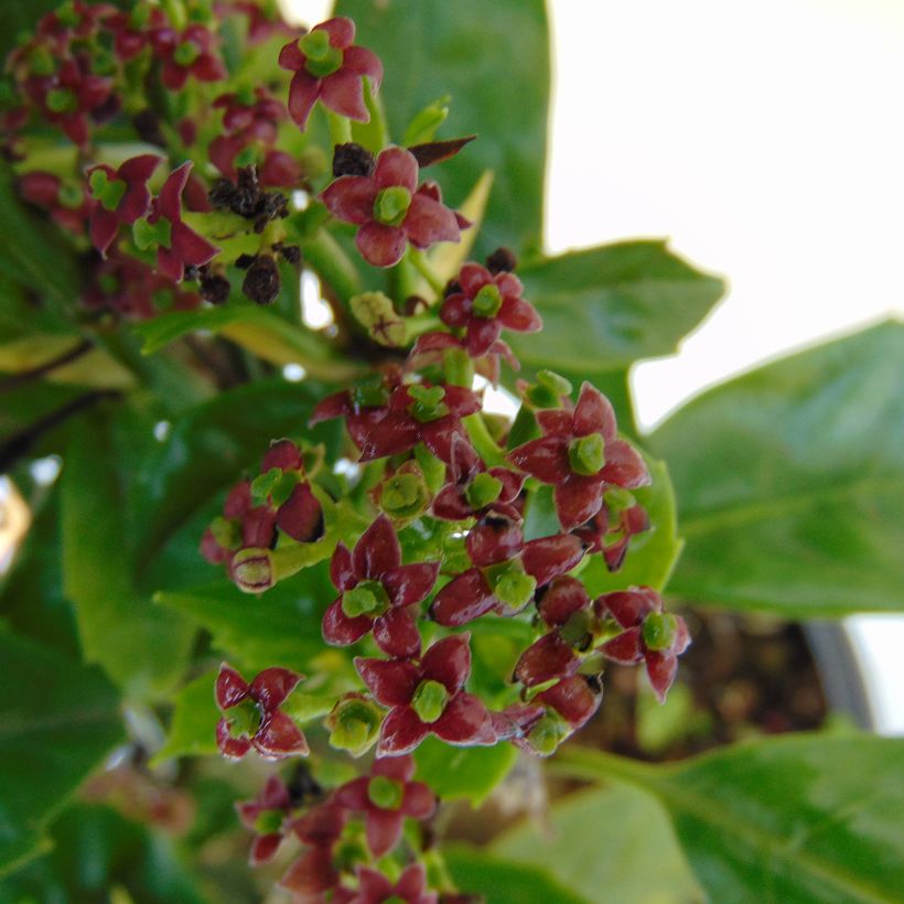 Aucuba japonica - Japanische Goldorange (Flowering)