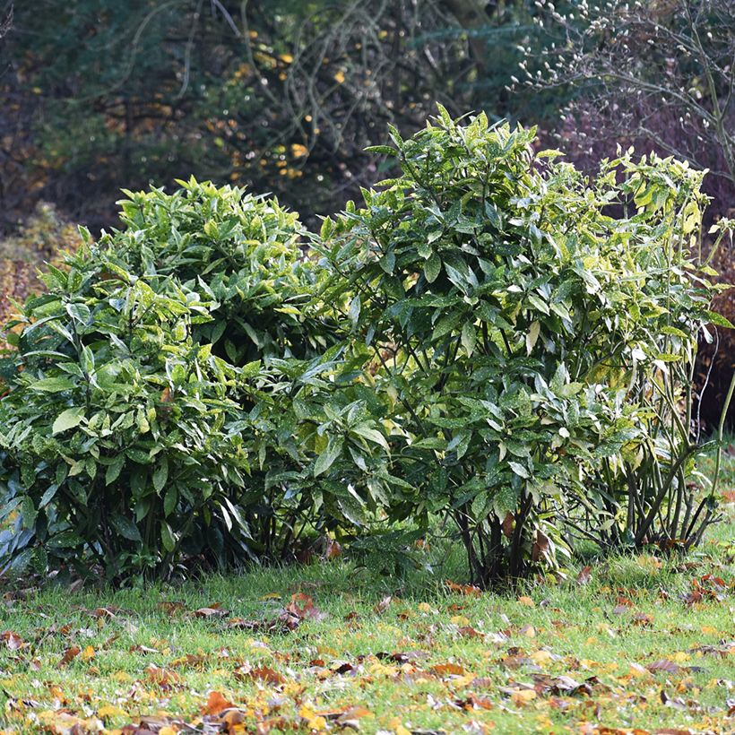 Aucuba japonica - Japanische Goldorange (Plant habit)