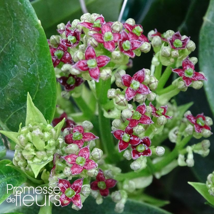 Aucuba japonica Rozannie - Japanische Goldorange (Flowering)