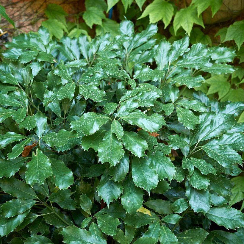 Aucuba japonica Rozannie - Japanische Goldorange (Foliage)