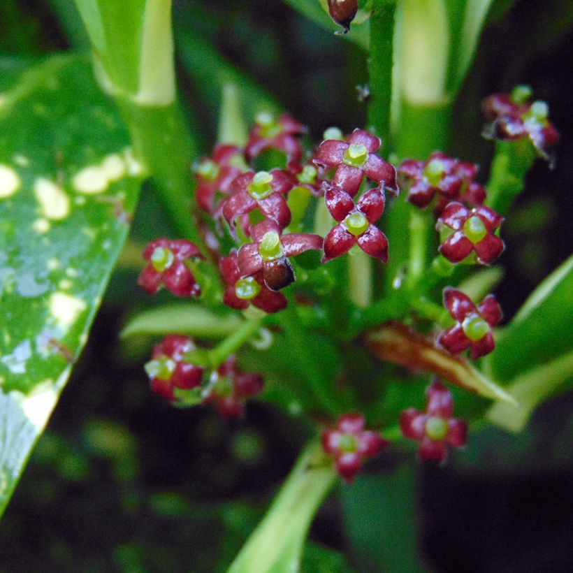 Aucuba japonica Variegata - Japanische Goldorange (Flowering)