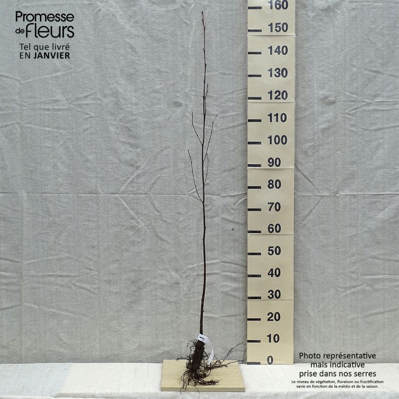 Example of Alnus incana - Grau-Erle Wurzelnackt as you get in hiver