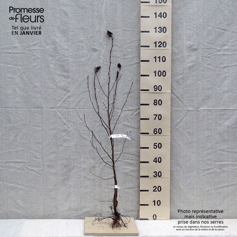 Example of Alnus cordata - Italienische Erle Wurzelnackt as you get in hiver