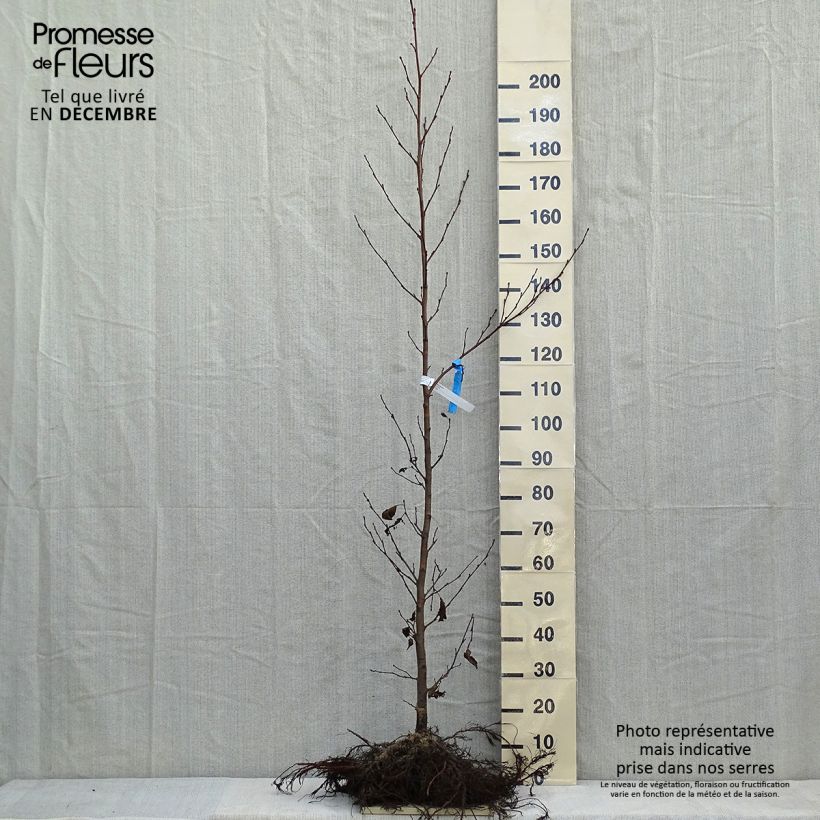 Example of Alnus glutinosa - Schwarz-Erle Wurzelnackt as you get in hiver