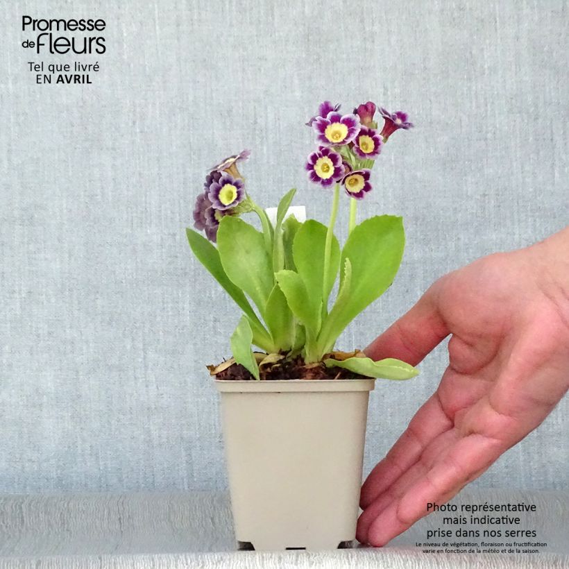 Exemplar von Primula pubescens - Primel Kleine Töpfe von 8/9 cm wie im Frühjahr geliefert