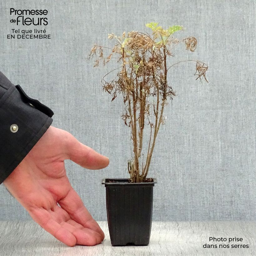 Exemplar von Eberraute - Artemisia abrotanum Kleine Töpfe von 7/8 cm wie im Winter geliefert