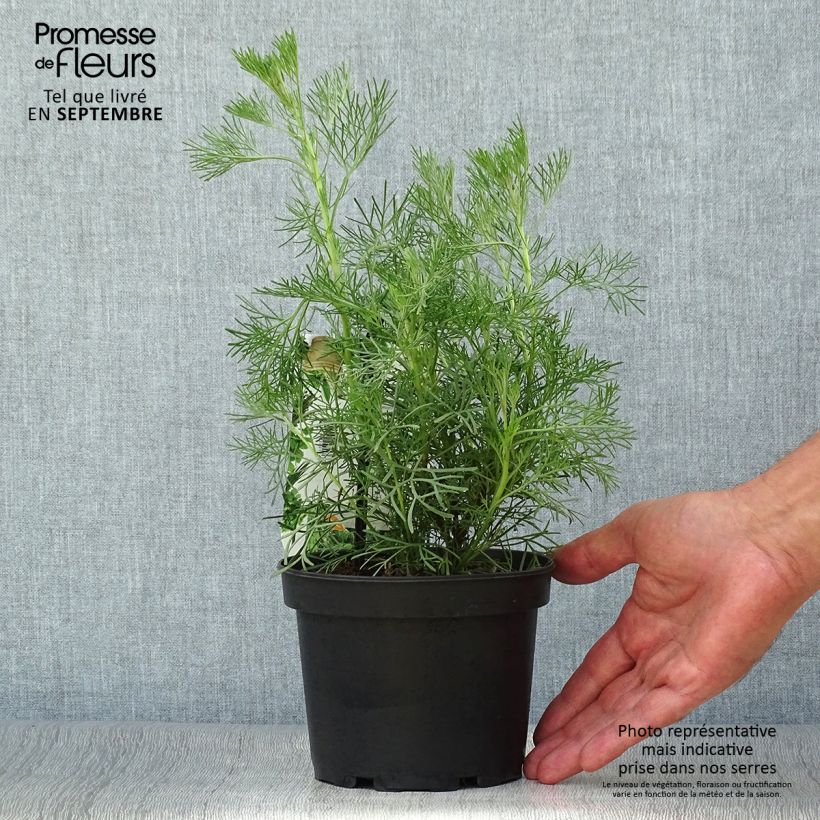 Example of Eberraute - Artemisia abrotanum Topf mit 1,5L/2L as you get in automne