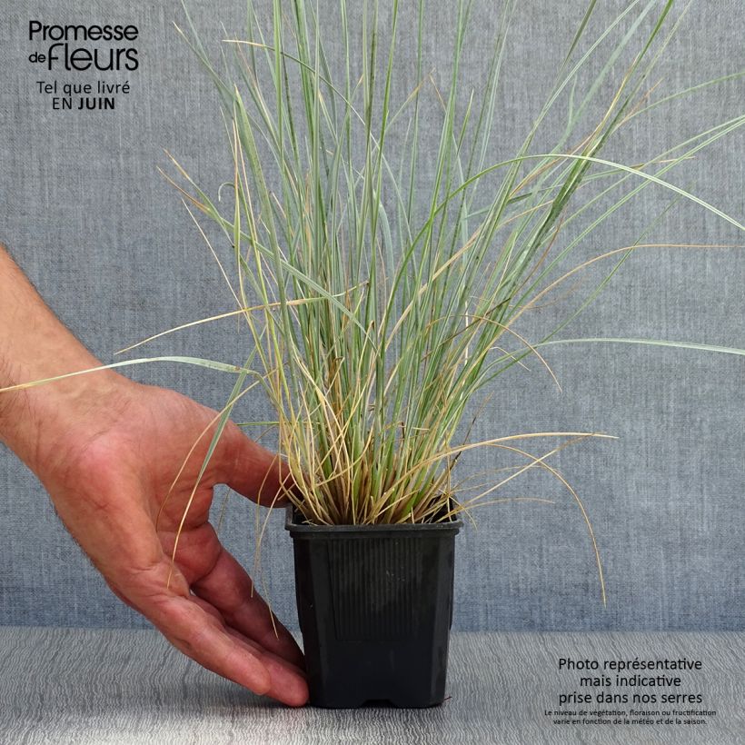 Example of Wiesenhafer - Helictotrichon sempervirens Kleine Töpfe von 8/9 cm as you get in ete
