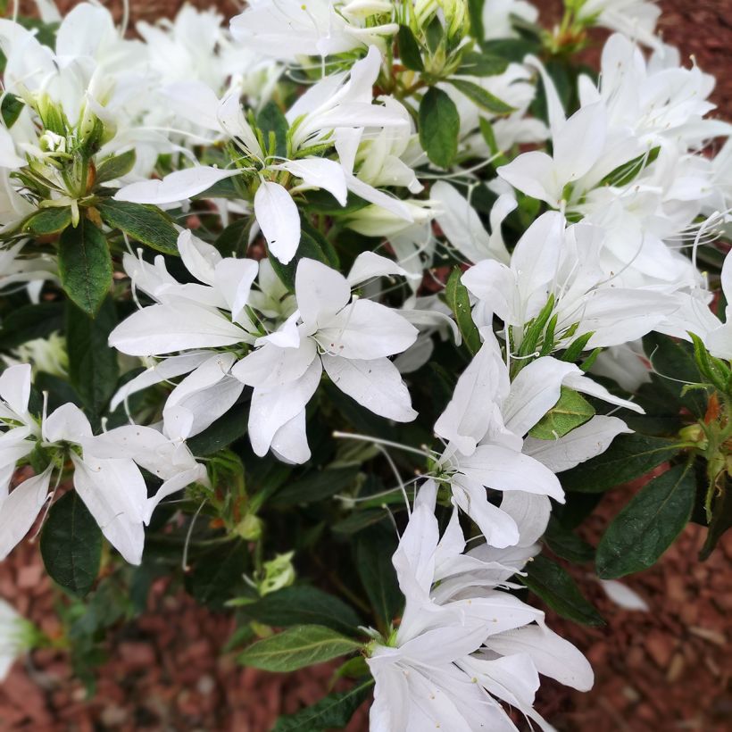 Japanische Azalee Koromo shikibu White - Azalea (Blüte)