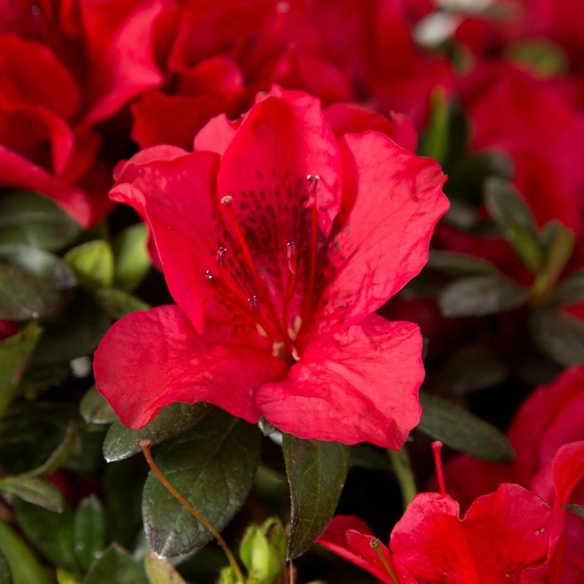 Japanische Azalee ENCORE Autumn Fire - Azalea (Flowering)