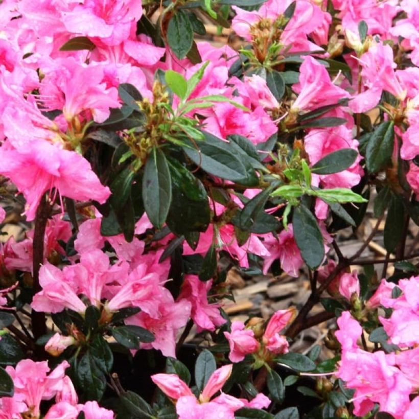 Japanische Azalee ENCORE Carnival - Azalea (Foliage)