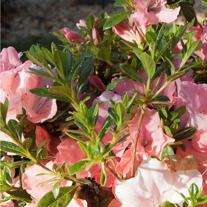 Japanische Azalee ENCORE Debutante - Azalea (Foliage)