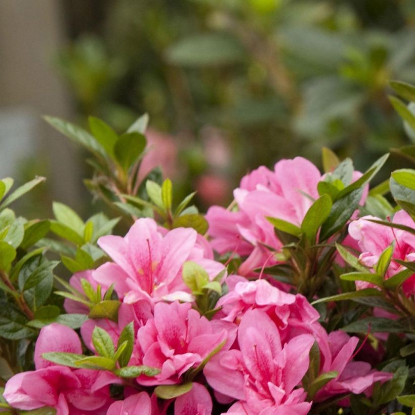 Japanische Azalee ENCORE Empress - Azalea (Foliage)