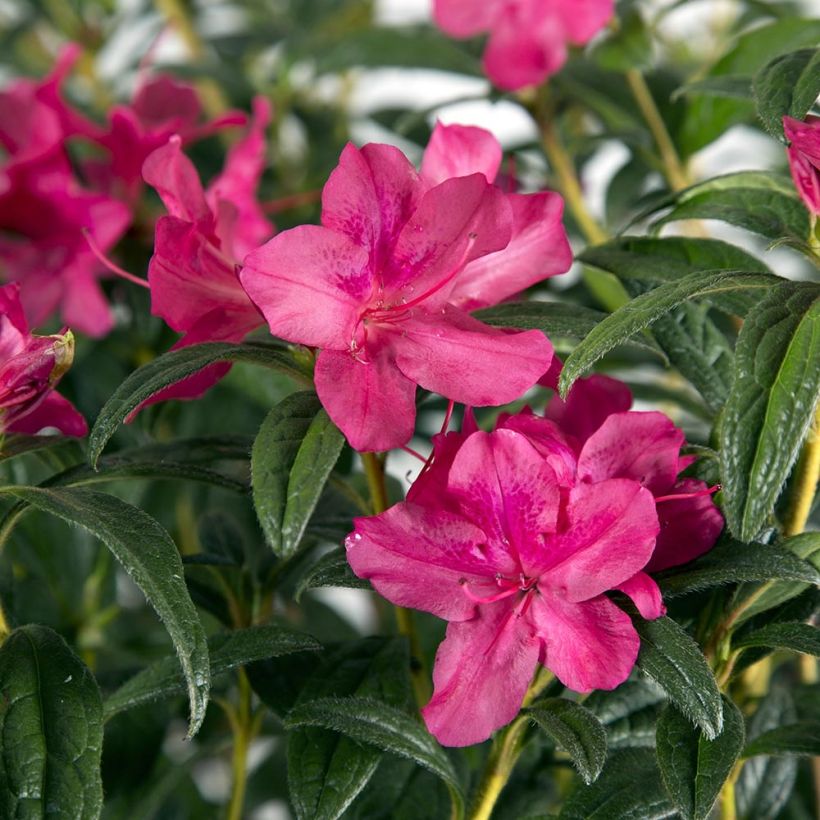 Japanische Azalee ENCORE Jewel - Azalea (Foliage)