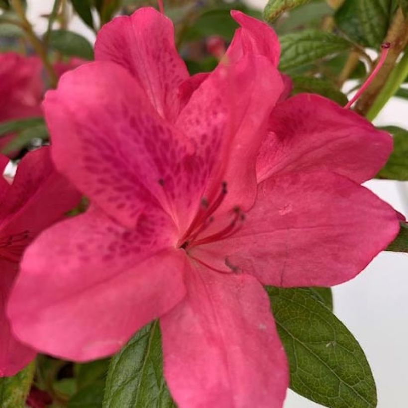 Japanische Azalee ENCORE Jewel - Azalea (Flowering)