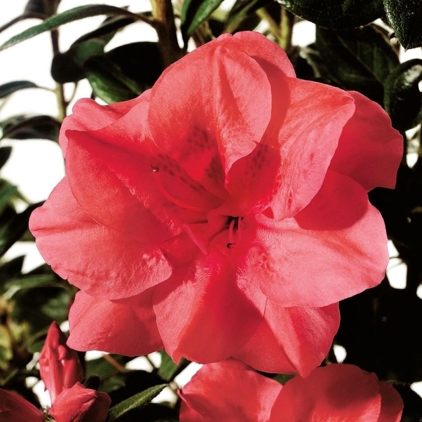 Japanische Azalee ENCORE Princess - Azalea (Flowering)
