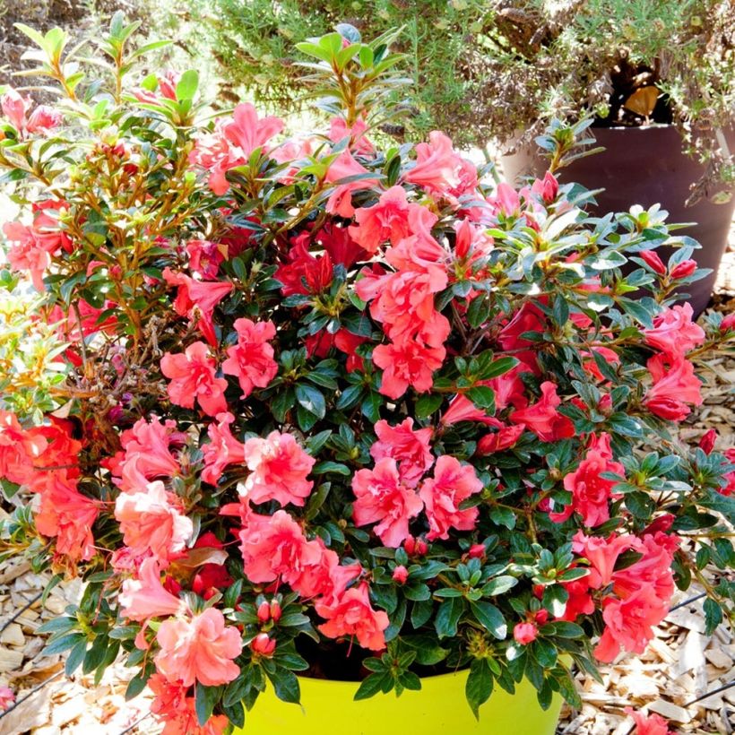 Japanische Azalee ENCORE Princess - Azalea (Plant habit)