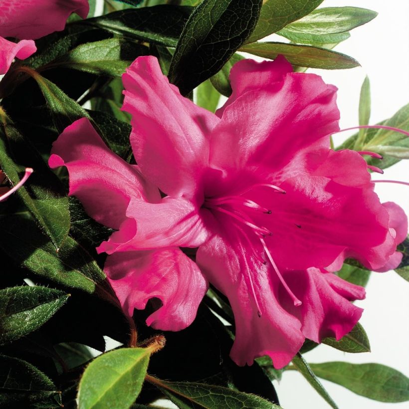 Japanische Azalee ENCORE Sundance - Azalea (Flowering)