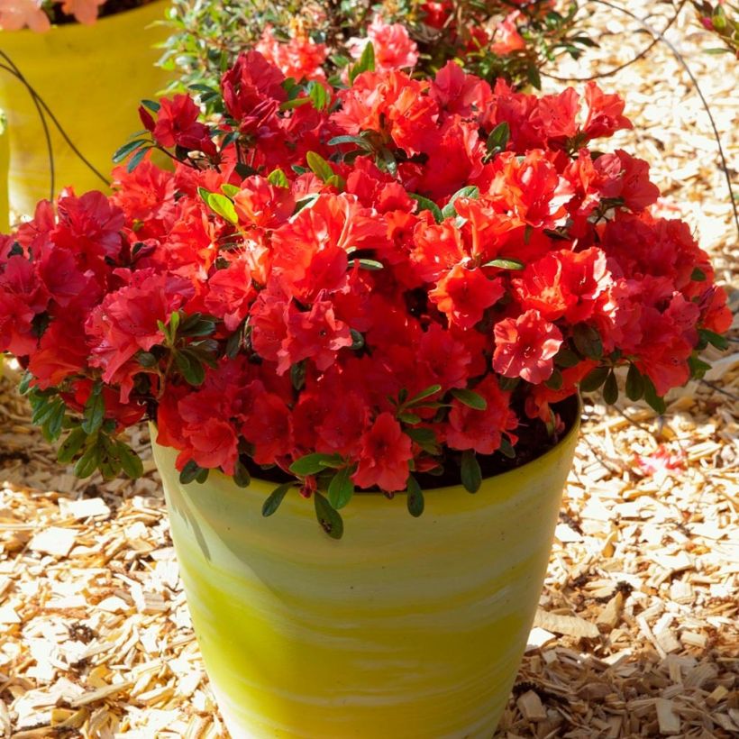 Japanische Azalee ENCORE Sunset - Azalea (Plant habit)