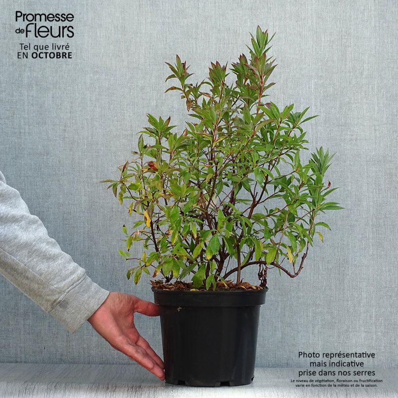 Example of Azalea canescens - Bergazalee Topf mit 4L/5L as you get in automne