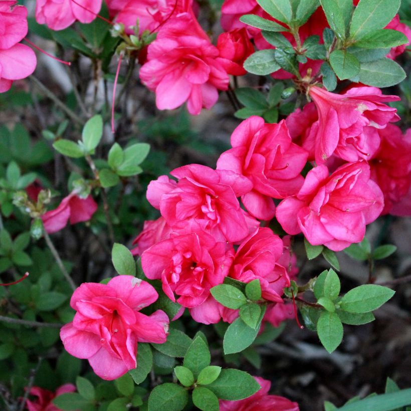 Japanische Azalee Christina - Azalea (Flowering)