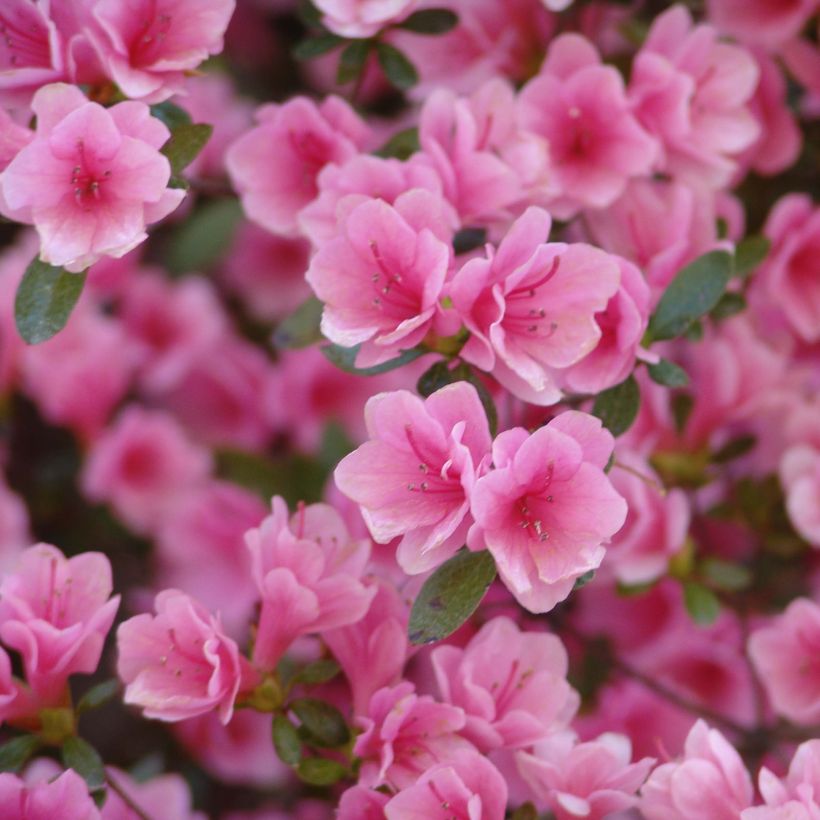 Japanische Azalee Kirin - Azalea (Flowering)